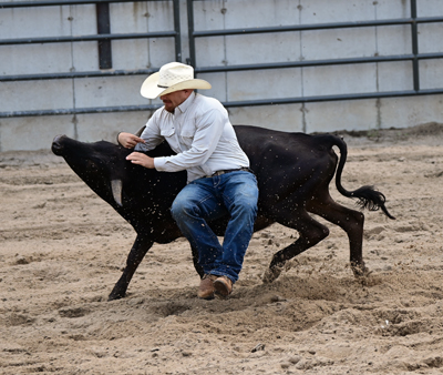wrestling the steer wrestling the steer