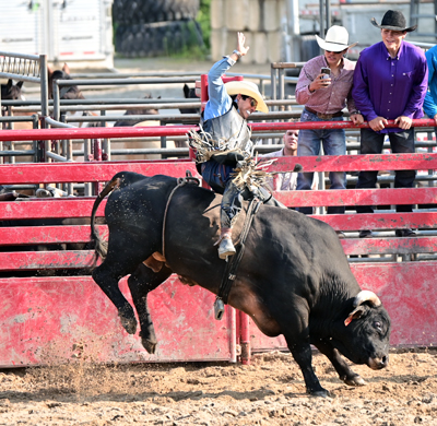 taming the bull taming the bull